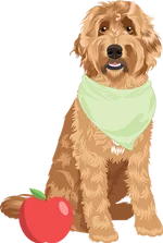 Golden doodle 1