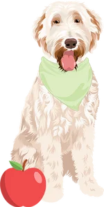 Golden doodle 2