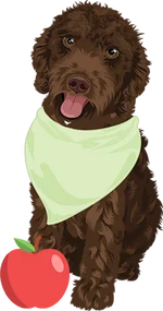 Golden doodle 3
