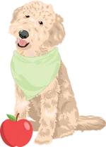 Golden doodle 4