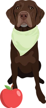 Labrador 1