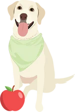 Labrador 3