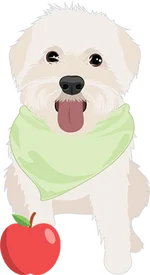 Maltese 1