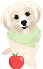 Maltese 2