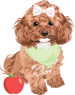 Poodle 1