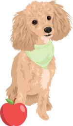 Poodle 2