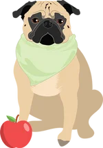 Pug 1