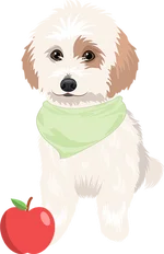 Shih tzu 1