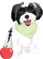 Shih tzu 2