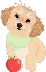 Shih tzu 3