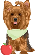 Yorkie 1