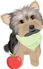 Yorkie 3