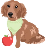 Dachshund 3