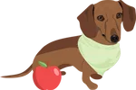 Dachshund 4