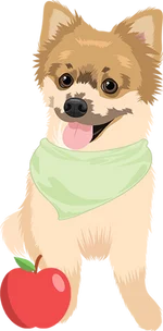Pomeranian 1