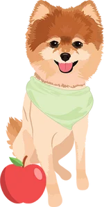 Pomeranian 2