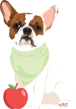 French bulldog 5