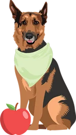 German shepherd 1