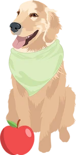 Golden retriever 2