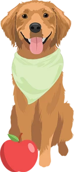 Golden retriever 3