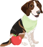 Beagle 3
