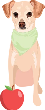 Chihuahua 4