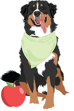 Bernese Mountain Dog 2