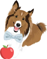 Collie 1