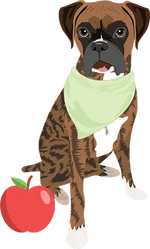 Boxer 1