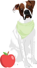 Boxer 4
