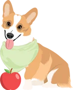 Corgi 1