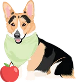 Corgi 2
