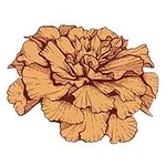 October-Marigold