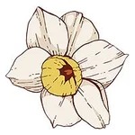 December-Narcissus