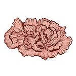 January-Carnation