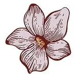 February-Violet