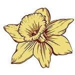 March-Daffodil