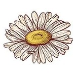 April-Daisy