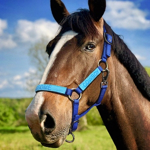 Personalized Horse Halter Embroidered Horse Bridle