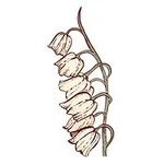 May-Lily of the Valley
