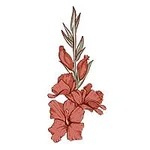August-Gladiolus