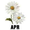 April - Daisy