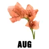 August - Gladiolus