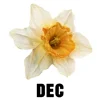 December - Poinsettia