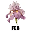 February - Iris