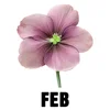 February - Violet