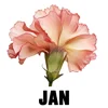 January - Carnation