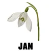January - Snowdrop