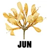 June - Rose