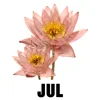 July - Larkspur